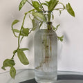Live Tradescantia and Arrowhead Plant Duo - Water-Rooted in Glass Bottle - ForeverPlants, Amherstburg
