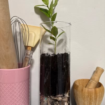 Live Lemon Tree - Growing in Water and Soil - ForeverPlant - $20 - ForeverPlants, Amherstburg