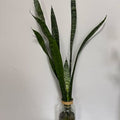 Live Snake Plant - Water-Rooted in Glass Jar - ForeverPlants, Amherstburg