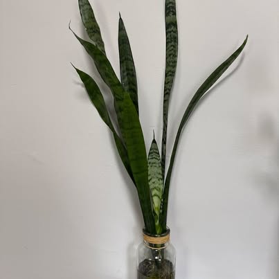 Live Snake Plant - Water-Rooted in Glass Jar - ForeverPlants, Amherstburg