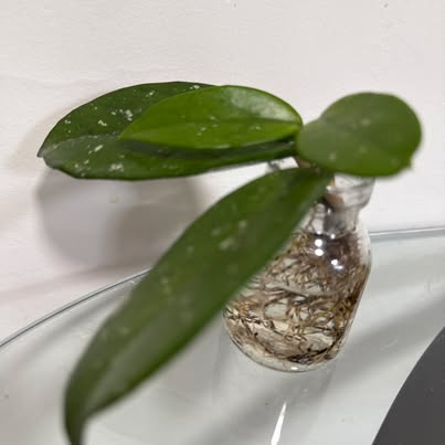 Live Hoya Carnosa Wax Plant - Water-Rooted in Glass Jar - ForeverPlants, Amherstburg