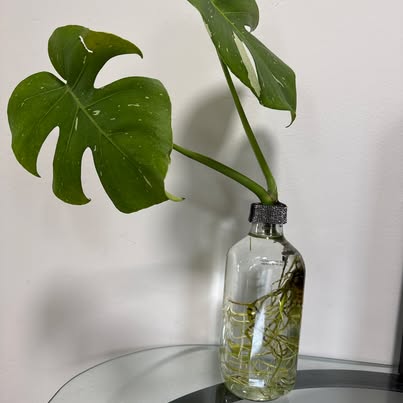 Thai Constellation Monstera - Water-Rooted in Glass Bottle - ForeverPlants, Amherstburg