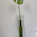 Live Monstera Deliciosa Cutting - Water-Rooted in Glass Bottle - ForeverPlants, Amherstburg