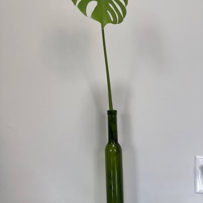 Live Monstera Deliciosa Cutting - Water-Rooted in Glass Bottle - ForeverPlants, Amherstburg