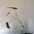 Elephant Ear Plant in Glass Bottle Vase, Water-Rooted – ForeverPlants