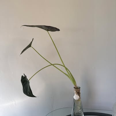 Elephant Ear Plant in Glass Bottle Vase, Water-Rooted – ForeverPlants