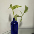 Live Pothos and Tradescantia Duo - Water-Rooted in Blue Glass Bottle - ForeverPlants, Amherstburg