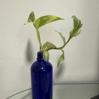 Live Pothos and Tradescantia Duo - Water-Rooted in Blue Glass Bottle - ForeverPlants, Amherstburg
