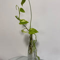 Live Pothos, Tradescantia and Monstera Trio - Water-Rooted in Glass Vase - ForeverPlants, Amherstburg