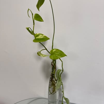 Live Pothos, Tradescantia and Monstera Trio - Water-Rooted in Glass Vase - ForeverPlants, Amherstburg