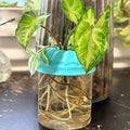 ForeverPlants Water Trio Gift Jar - $10