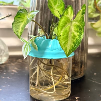 ForeverPlants Water Trio Gift Jar - $10