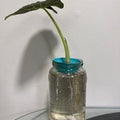 NO-FAIL Plant Growing Experience - Elephant Ear Water-Rooted in Glass Jar - ForeverPlants, Amherstburg