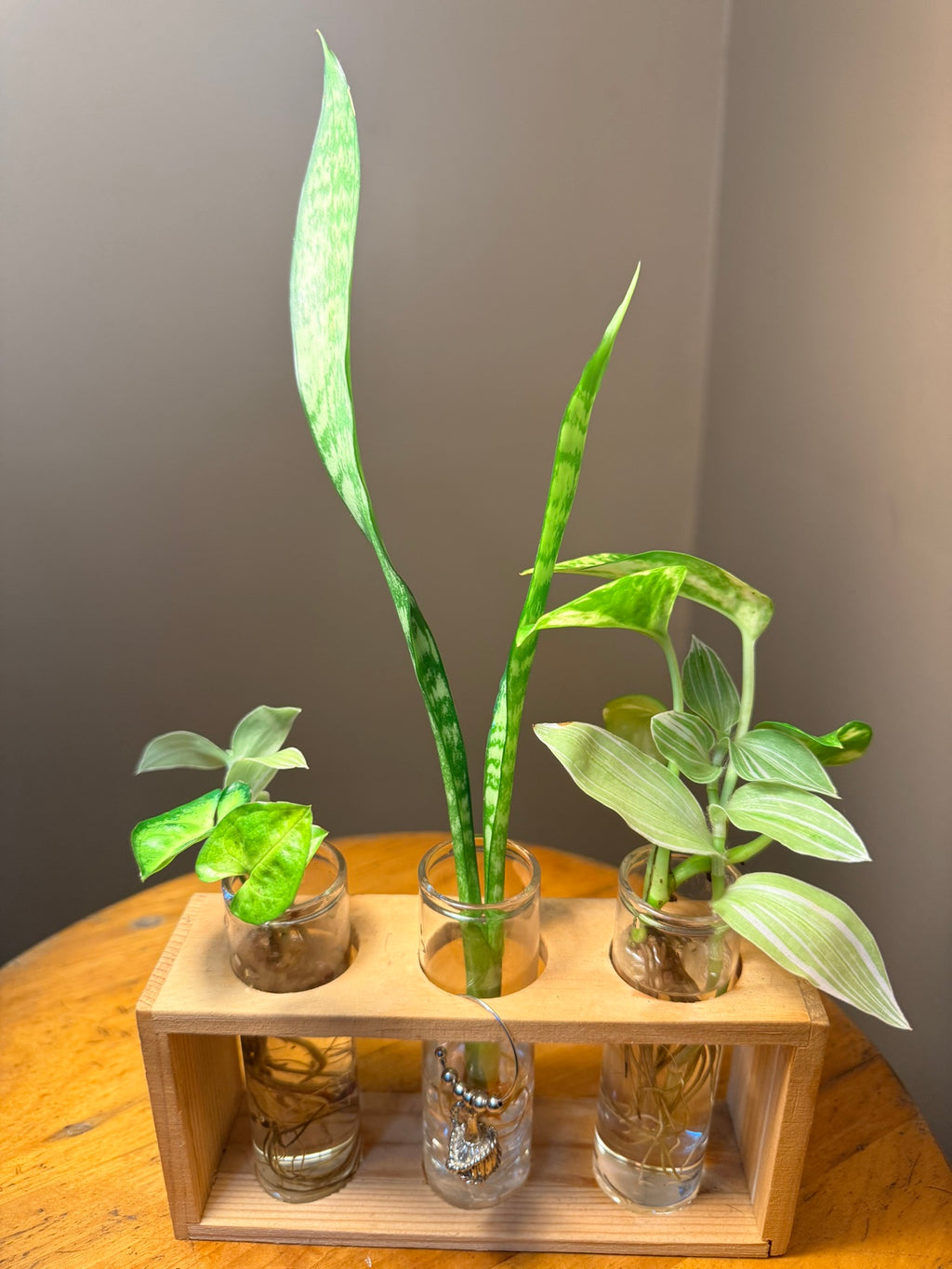 ForeverPlant Plant Gift station, front view: snake plant standing tall in the centre jar of a wooden three-jar stand
